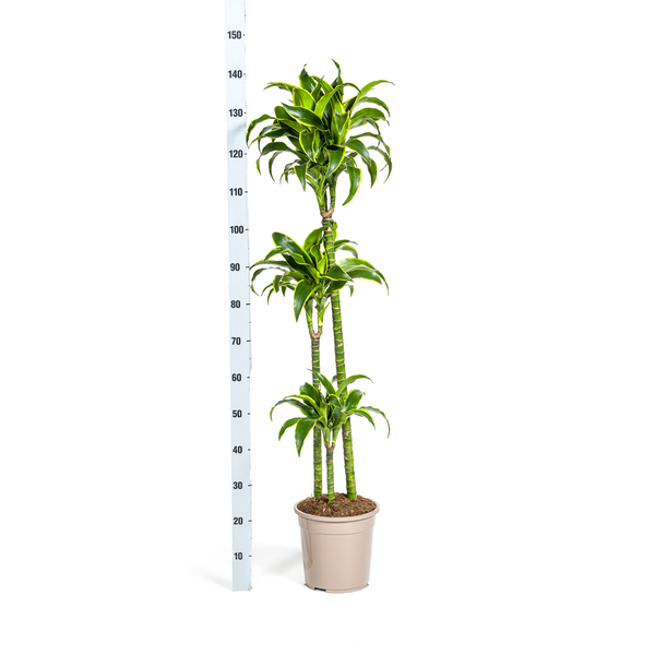 Dracaena Deremensis Dorado Ø24cm - ↕130cm