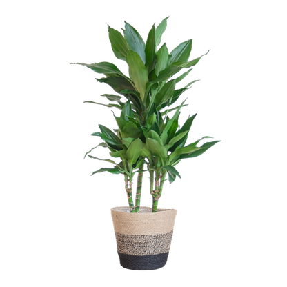 Dracaena  Janet Lindt met Mand Lissabon zwart - 95cm - Ø21