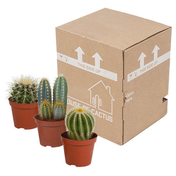 Cactus mix 8.5 cm - 3x - zonder pot