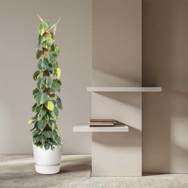 Philodendron Scandens Brasil mosstok - 150 cm - ø27