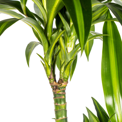 Dracaena Deremensis Hawaiian Sunshine Ø24cm - ↕140cm