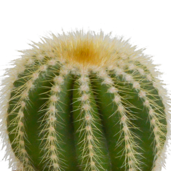 Cactus mix 8.5 cm - 3x - zonder pot