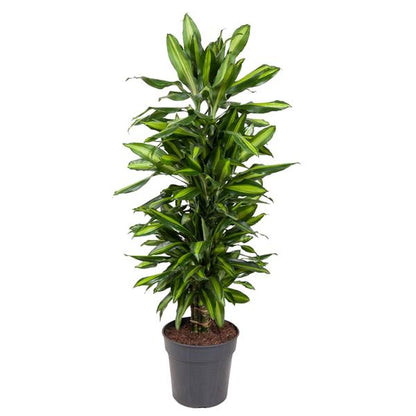 Dracaena Cintho vertakt - 120 cm - ø27