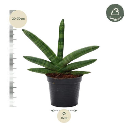 Sansevieria Skyline - 25 cm - ø10,5