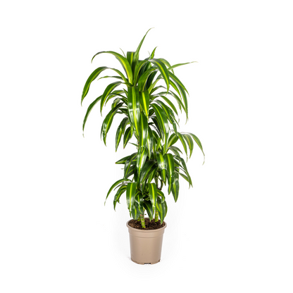 Dracaena Deremensis Hawaiian Sunshine Ø21cm - ↕100cm