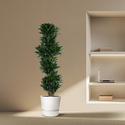 Dracaena Compacta vertakt - 170 cm - ø34