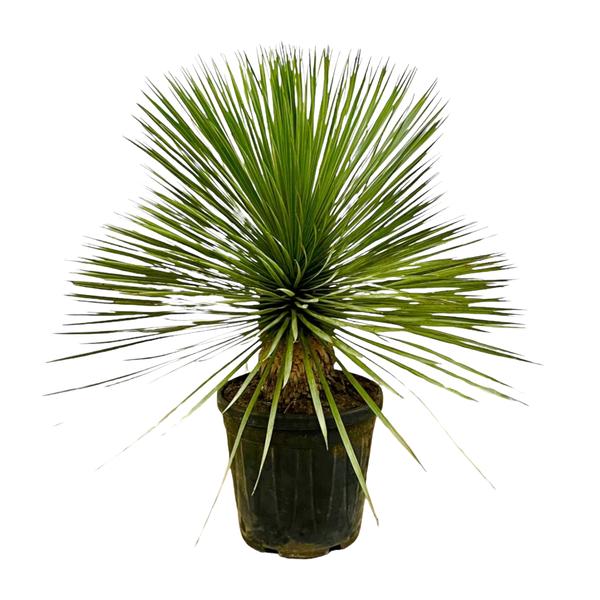 Yucca Rostrata op stam - 70 cm - Ø27