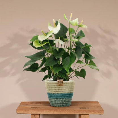 Anthurium andreanum Namora incl. PURE mand - 45cm - Ø12