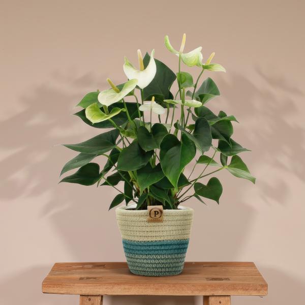 Anthurium andreanum Namora incl. PURE mand - 45cm - Ø12