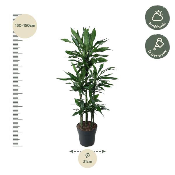 Dracaena Janet Lind Carrousel - 140 cm - ø31