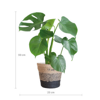 Monstera Deliciosa met Lissabon mand zwart  - 50cm - Ø17