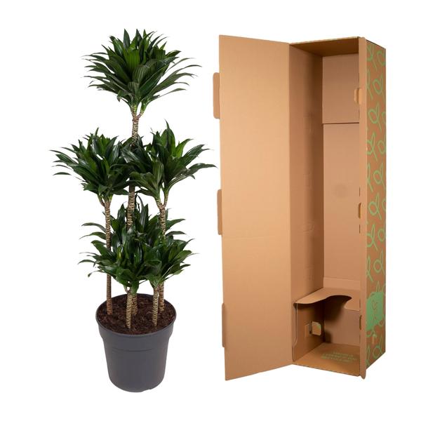 Dracaena Compacta Carrousel - 130 cm - ø31