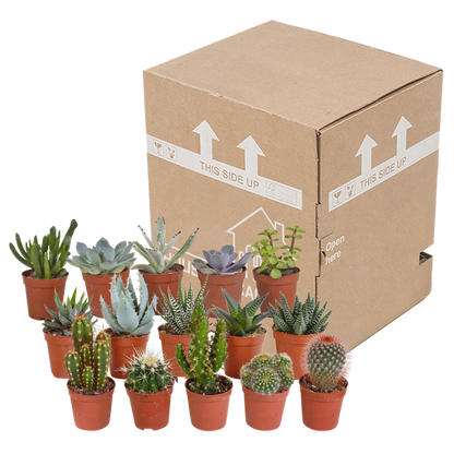 Cactus en vetplanten mix 5.5 cm | 15 stuks - zonder pot