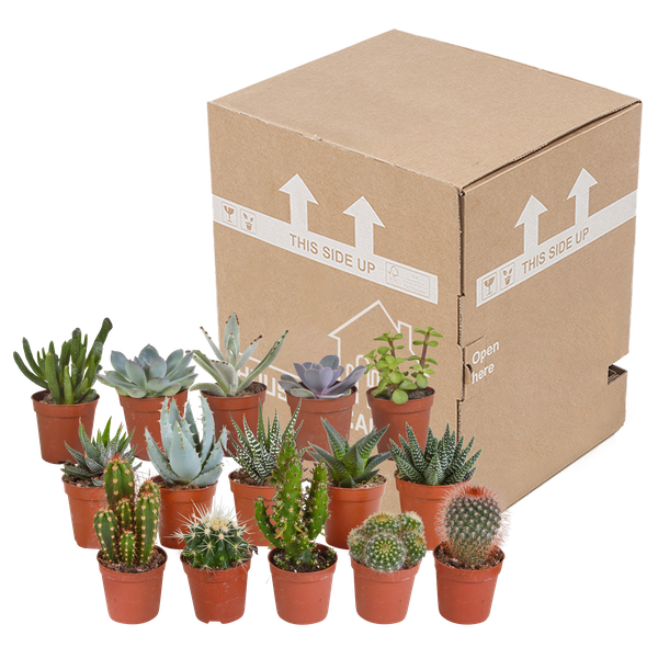 Cactus en vetplanten mix 5.5 cm | 15 stuks - zonder pot