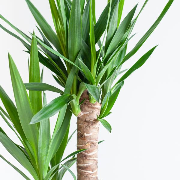 Dracaena  Janet Lindt met mand Lissabon wit - 95cm - Ø21