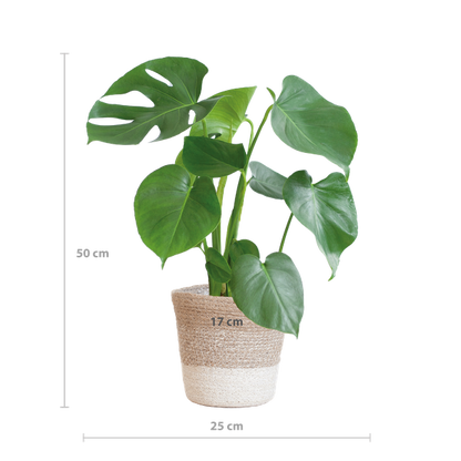 Monstera Deliciosa met Lissabon mand wit  - 50cm - Ø17